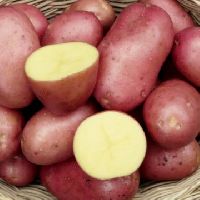 Rotschalige Kartoffel Laura